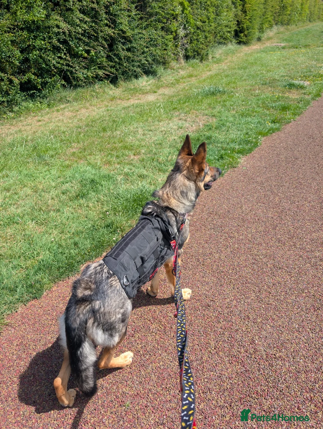 German Shepherd dogs for sale: Beautiful German Shepherd female in Pevensey - Advert 5