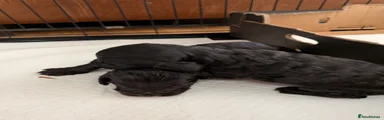 Cockapoo Puppy 2