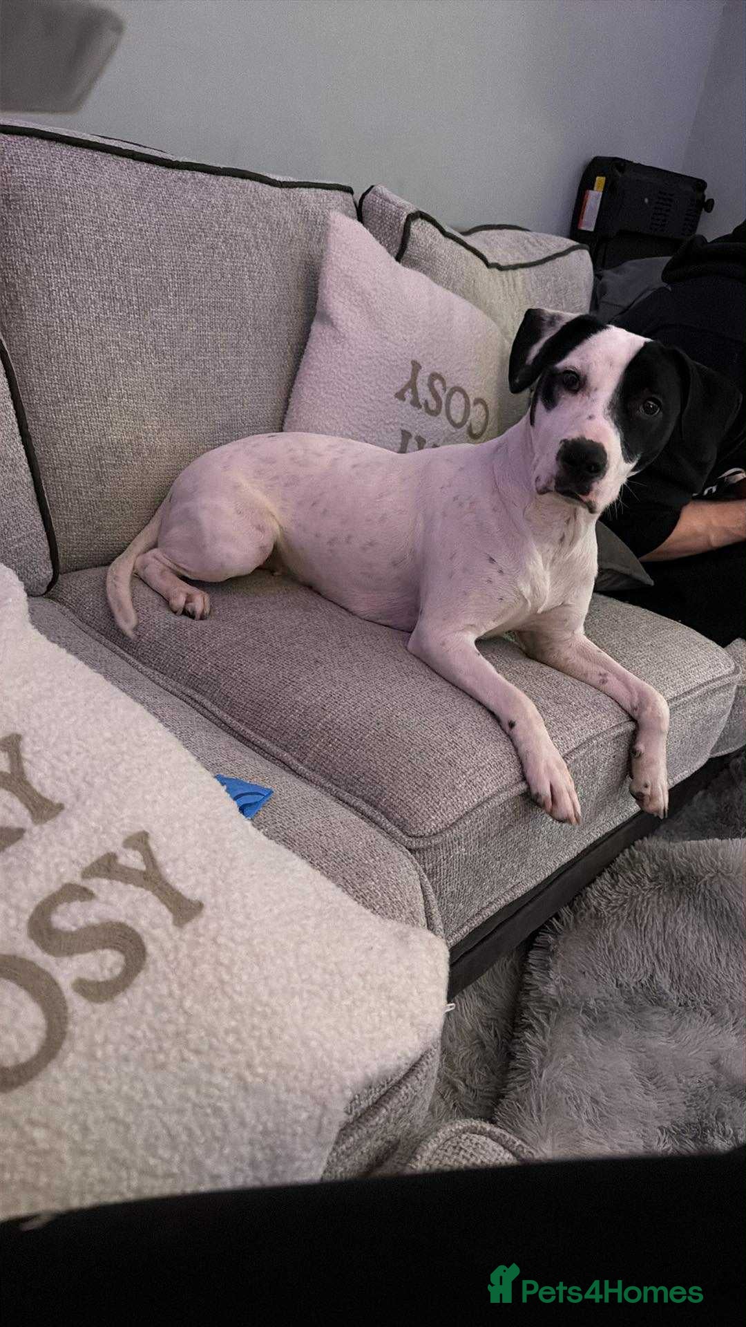 Mixed Breed dogs Roxy x - Advert 2