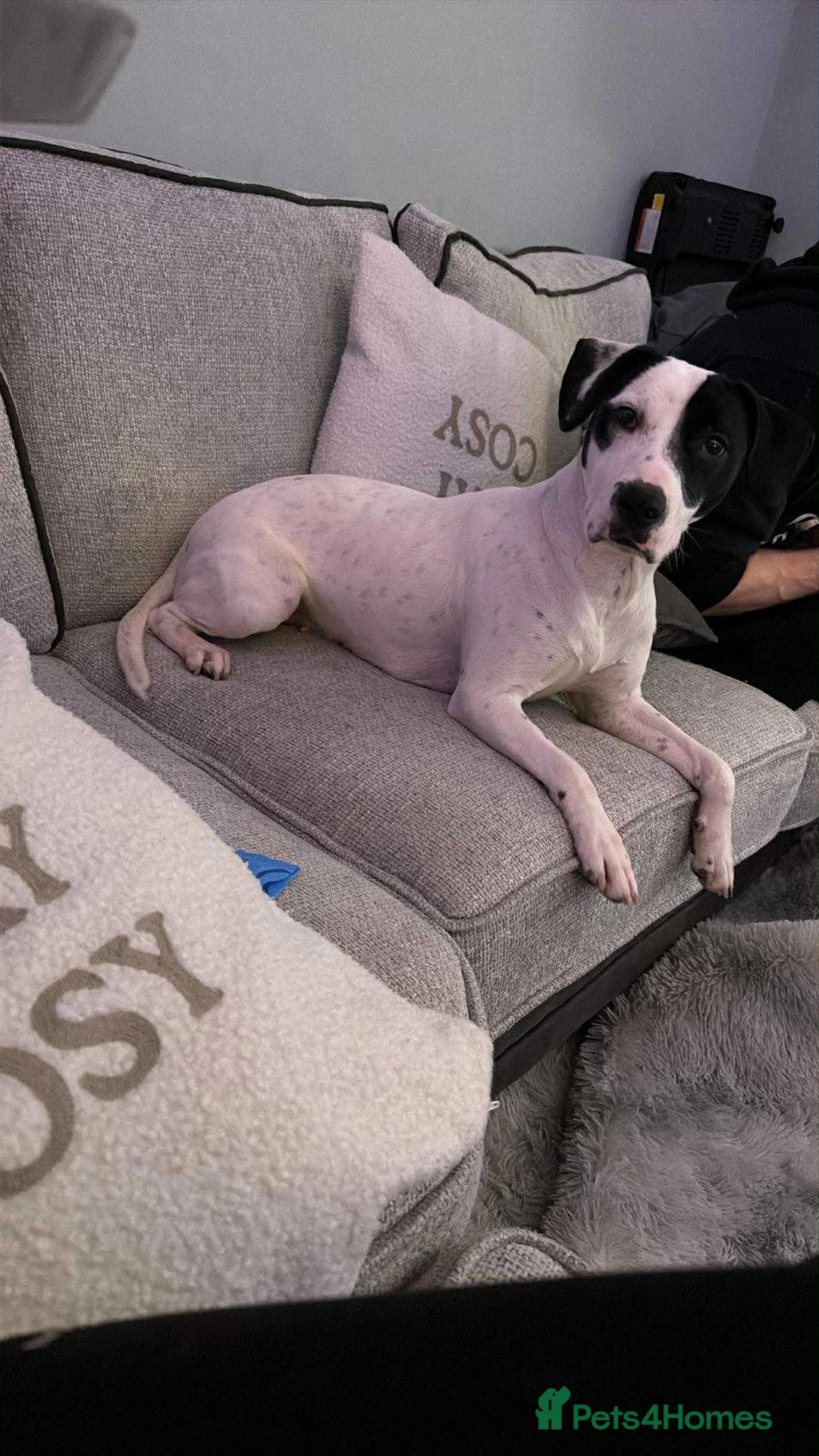 Mixed Breed dogs for sale: Roxy x in Beith - Advert 1