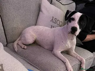 Mixed Breed dogs Roxy x - Advert 2