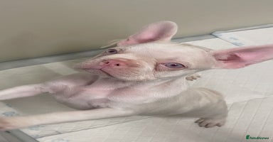 French Bulldog dogs - Advert 10