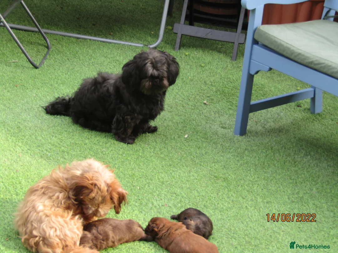Shih Tzu dogs for stud: Bailey for stud in Spalding - Advert 10