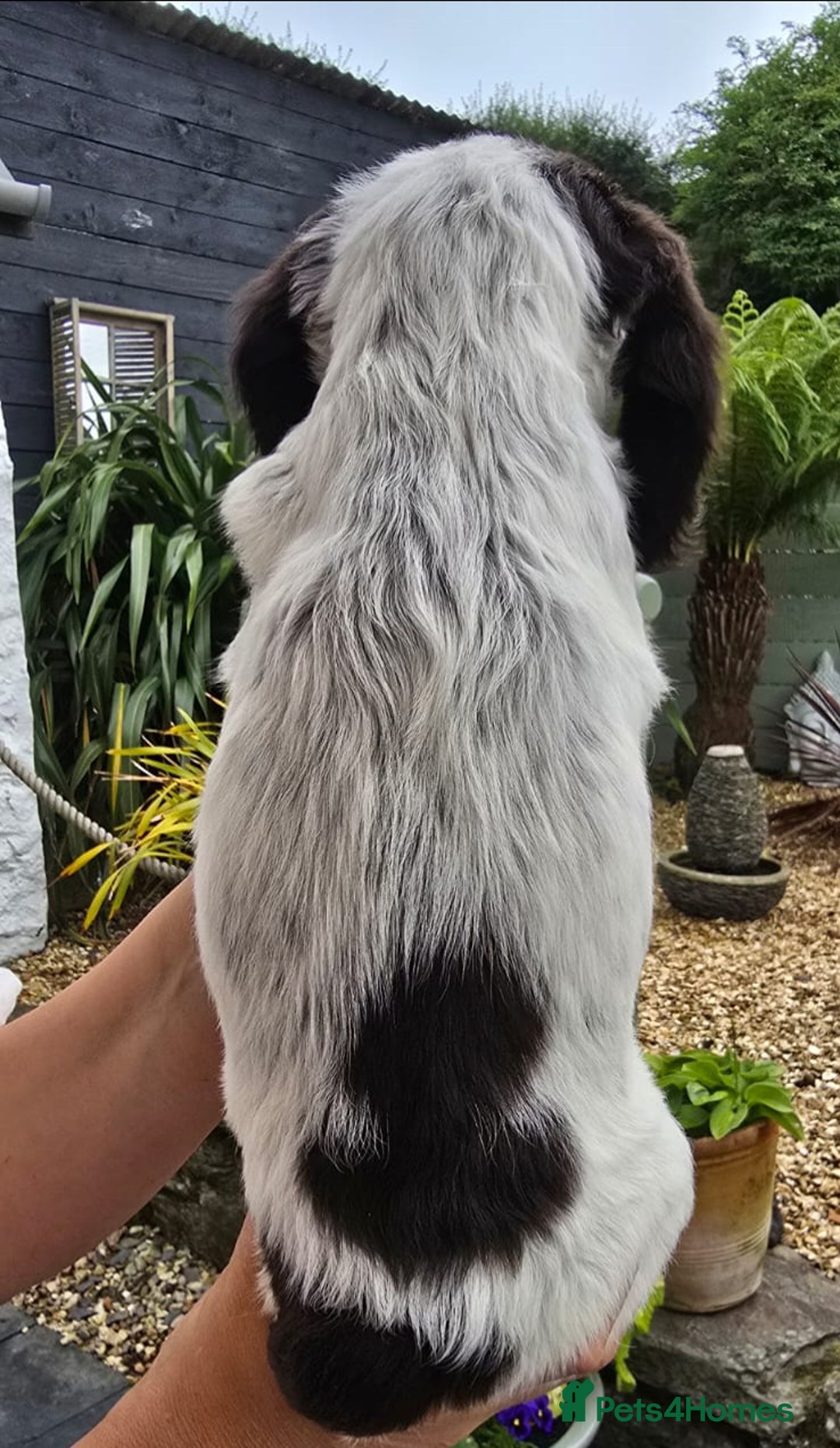 Cocker Spaniel dogs for sale: 4th Generation, Working Cocker Spaniel Puppies  🩵 - Image 6