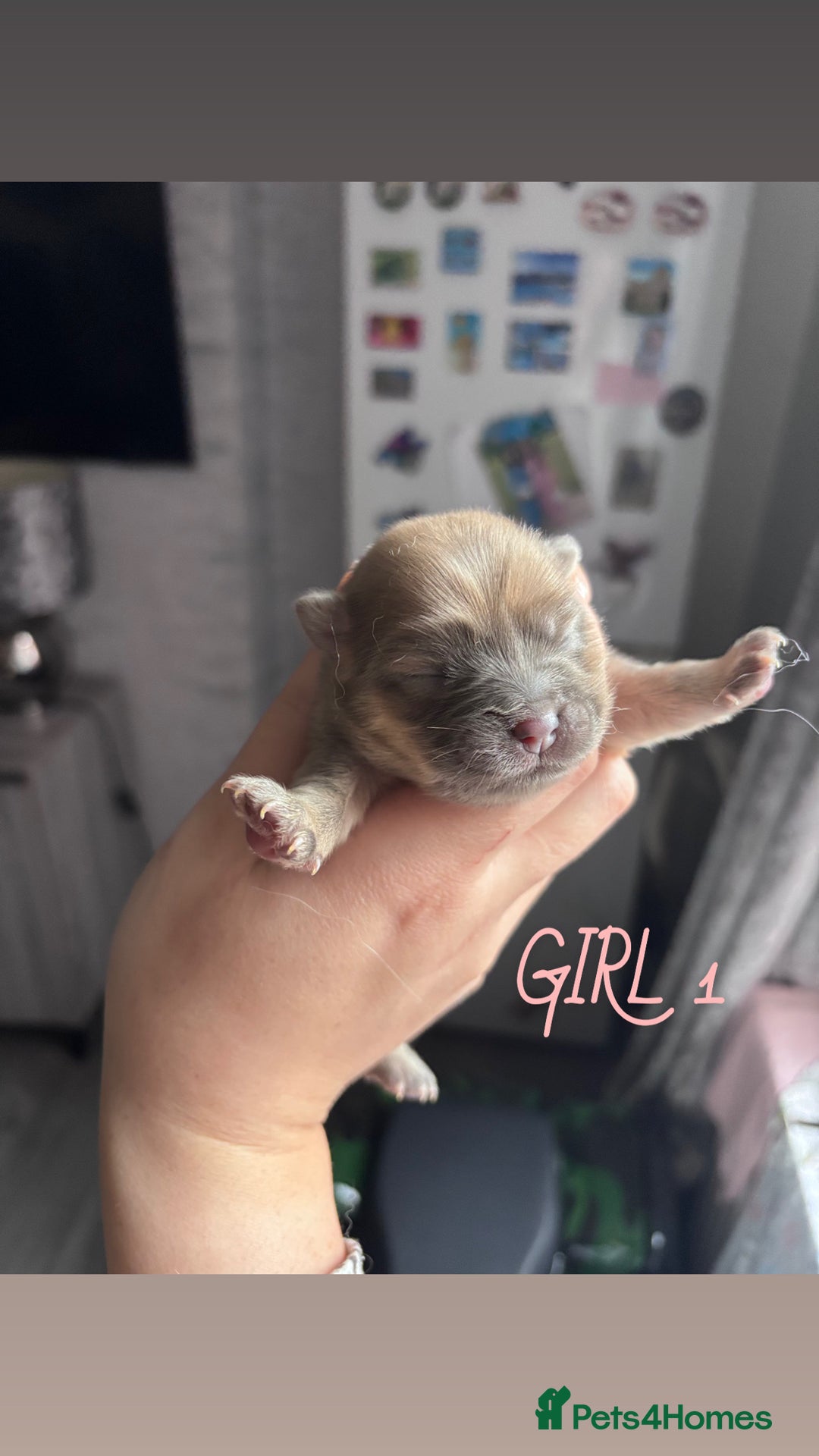 Mixed Breed dogs for sale: Chowpom puppies - Advert 6