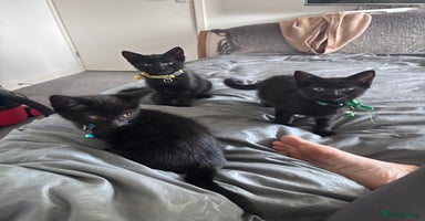 Mixed Breed cats - Advert 7