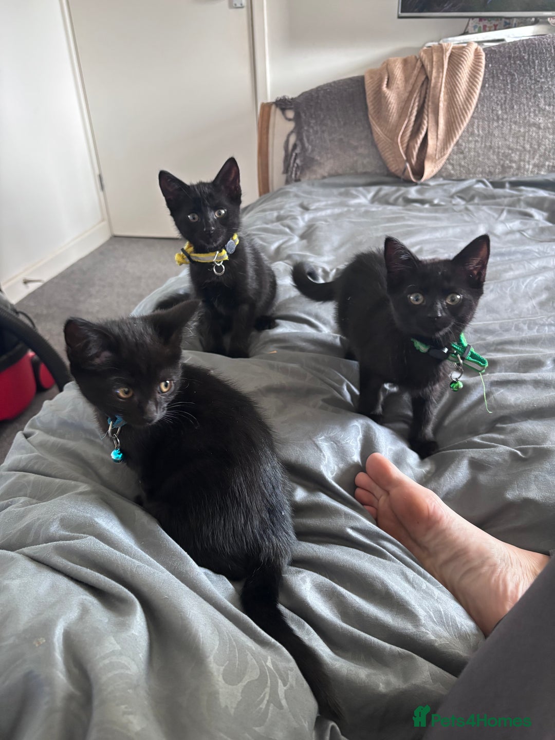 Mixed Breed cats for sale: Mixed breed Bengal kittens - Image 2