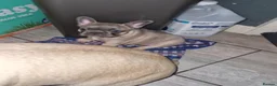 French Bulldog dogs for sale: French bulldog puppies blue in Birmingham - Advert 5