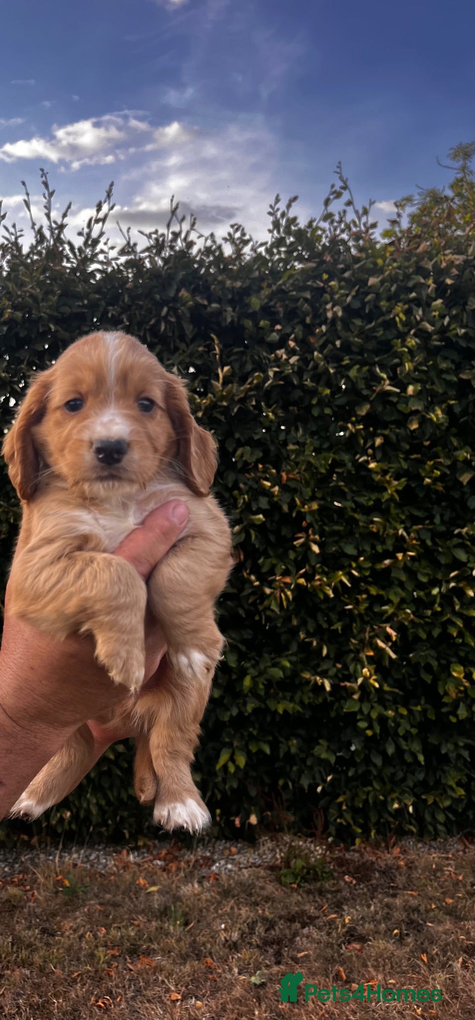 Cocker Spaniel dogs KC registered cockerspaniel puppies - Advert 1