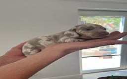 Dachshund dogs for sale: AMAZING DACHSHUND PUPPYS in Cardiff - Image 7