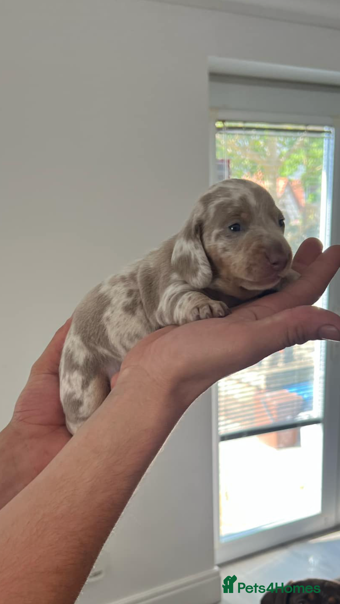 Dachshund dogs for sale: AMAZING DACHSHUND PUPPYS in Cardiff - Image 7