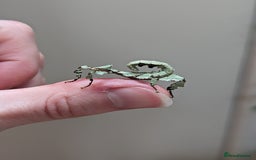 Stick Insects invertebrates for sale: Macleay's/ giant pricklies (Extatosoma tiaratum) - Image 5