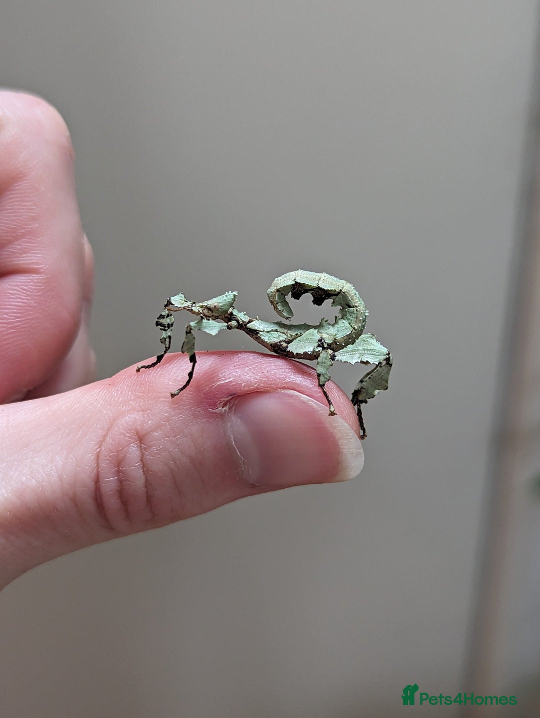 Stick Insects invertebrates for sale: Macleay's/ giant pricklies (Extatosoma tiaratum) - Image 5