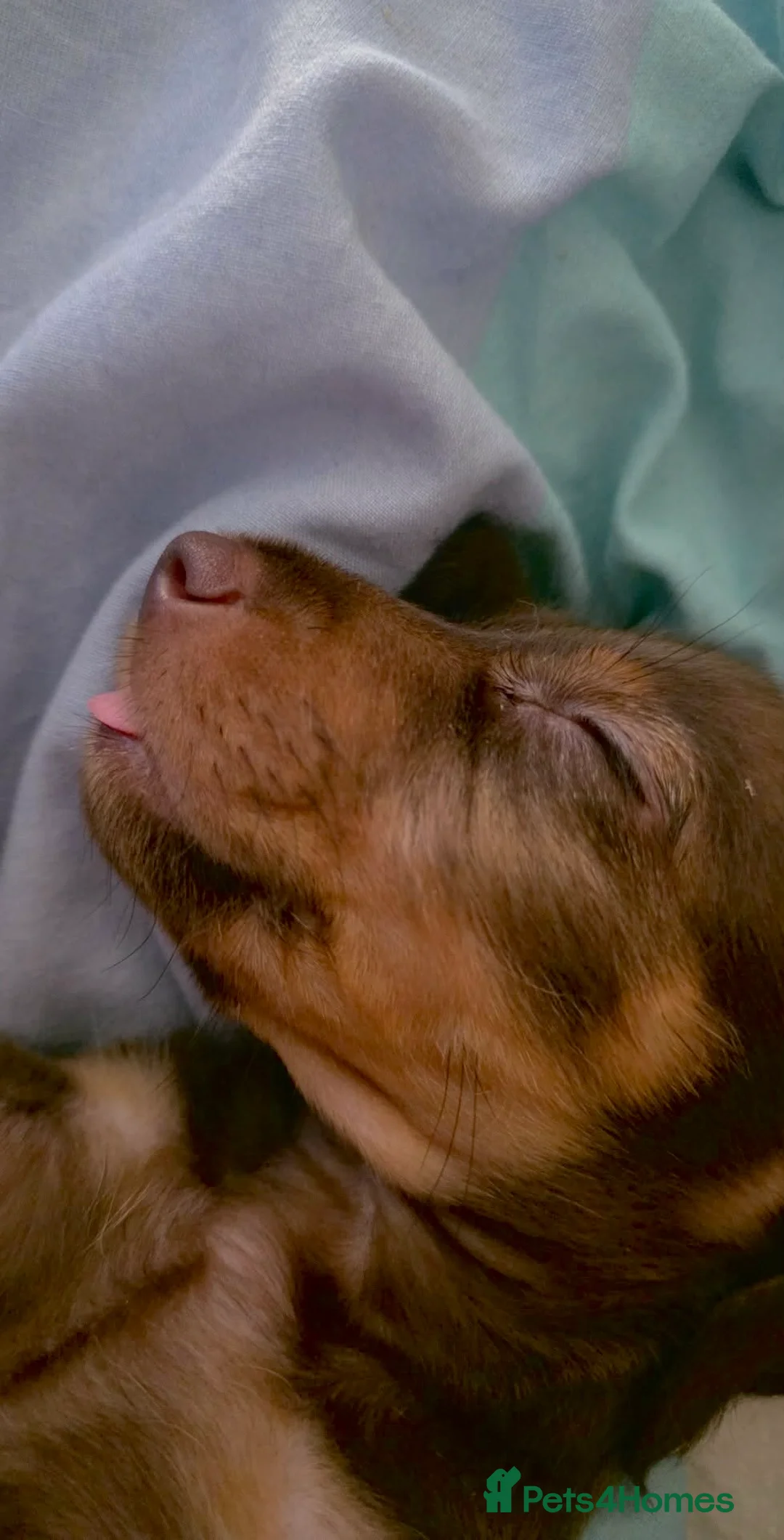 Miniature Dachshund dogs for sale: Male miniature dachshund  - Advert 3