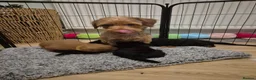 Yorkiepoo dogs for sale: Yorkiepoo Puppies - Advert 9