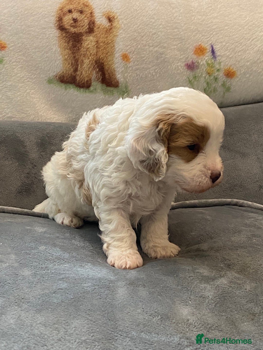 Cavapoo dogs for sale: Super cute, health tested, friendly Cavapoo pups  - Image 12