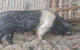 Pig livestock for sale: Big Saddleback Boar  - Image 1