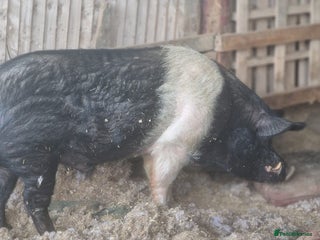 Pig livestock Big Saddleback Boar - Advert 10