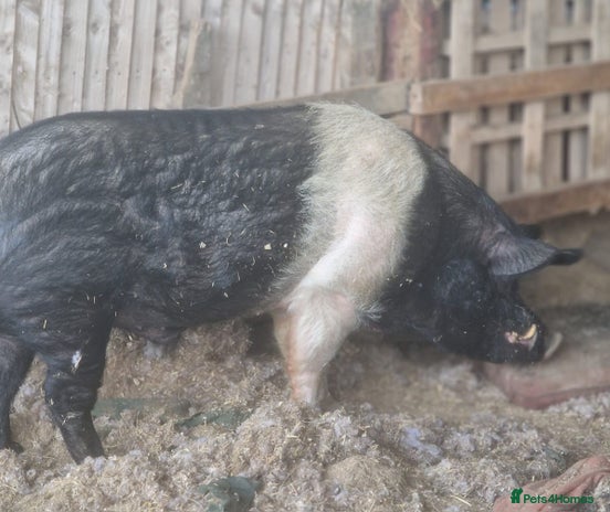 Pig livestock - Advert 1