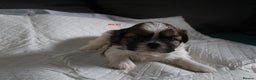 Shih Tzu dogs for sale: LOVELY SHIH TZU PUPPIES LIVER GENE  - Advert 7