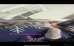 British Shorthair cats for sale: British short hair male and female  - Image 6