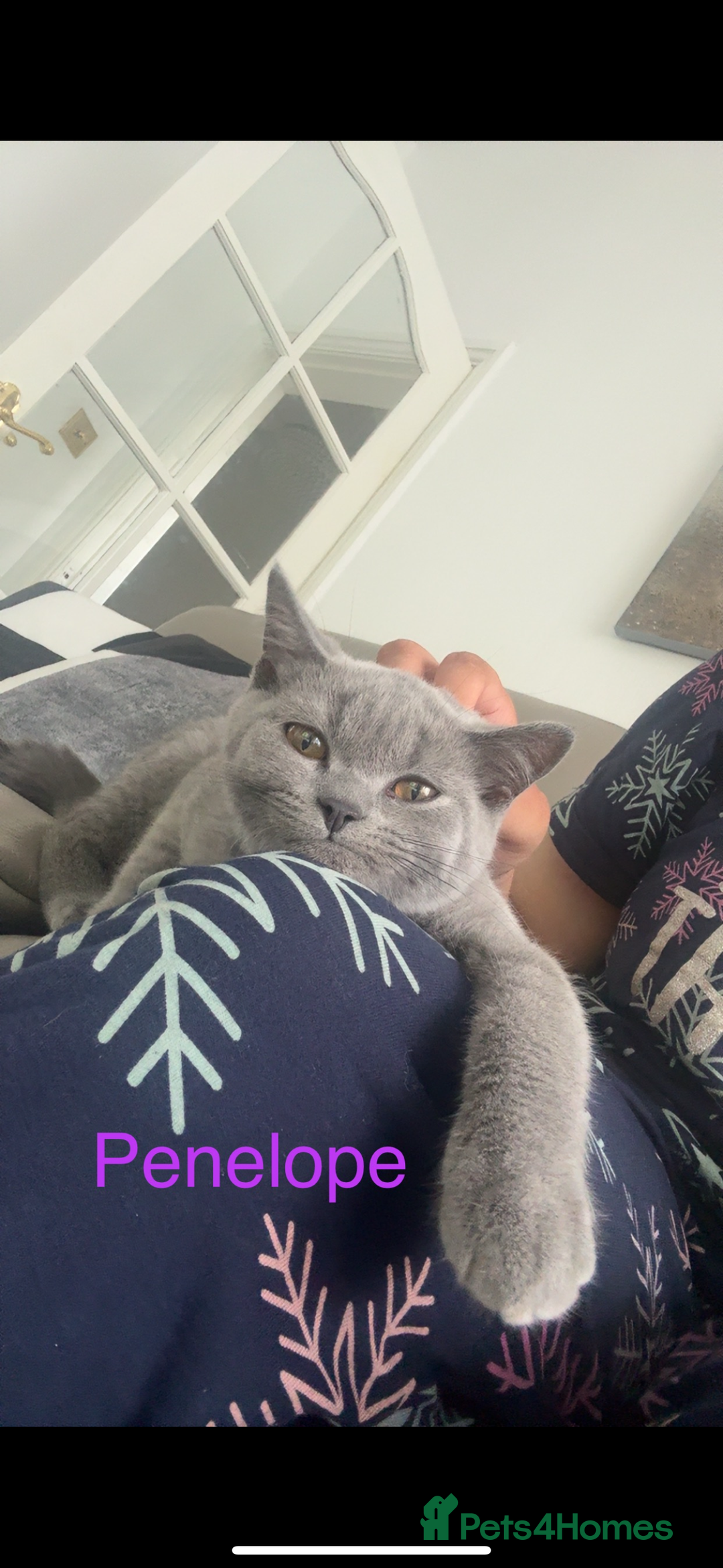 British Shorthair cats for sale: British short hair male and female  - Image 6
