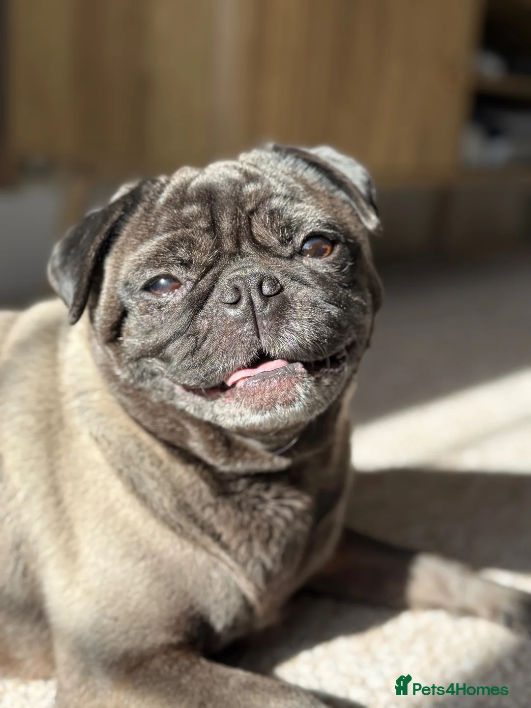 Pug dogs for sale: 2x pugs in Holt - Advert 10
