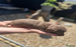 Miniature Dachshund dogs for sale: 2 Long Haired Miniature Dachshunds  - Image 3