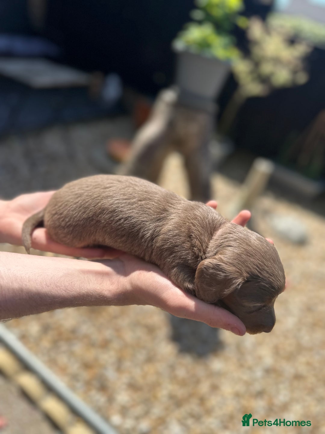 Miniature Dachshund dogs for sale: 2 Long Haired Miniature Dachshunds  - Image 3