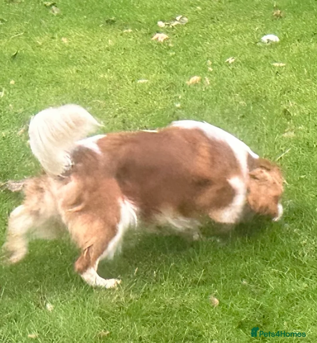 Cavalier King Charles Spaniel dogs for stud: DNA tested Cavalier Stud  in Brampton - Advert 4
