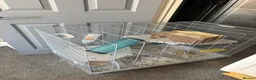 Rat rodents for sale: 2 male rats and cage in Gillingham - Advert 1