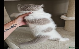 British Shorthair cats for sale: Lilac & White Harlequin Active Boy - Image 8