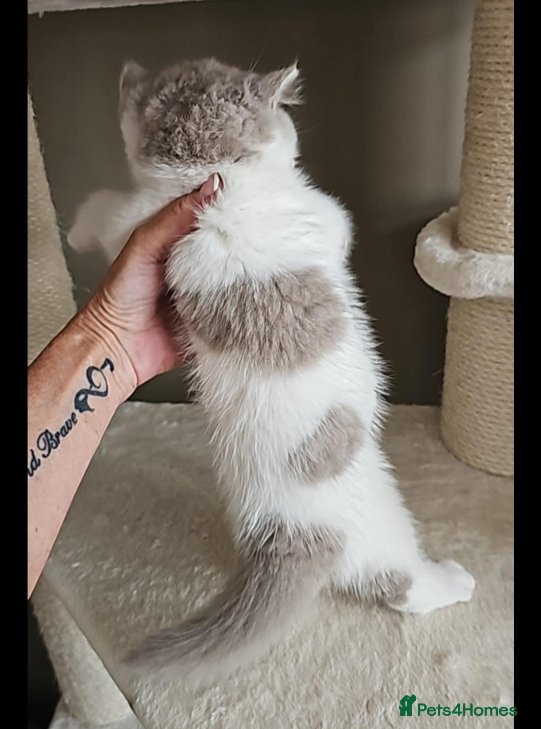 British Shorthair cats for sale: Lilac & White Harlequin Active Boy - Image 8
