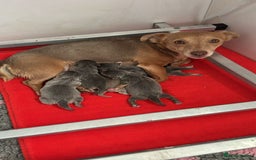 Jack Russell dogs for sale: Jack Russell puppies miniature - Advert 1