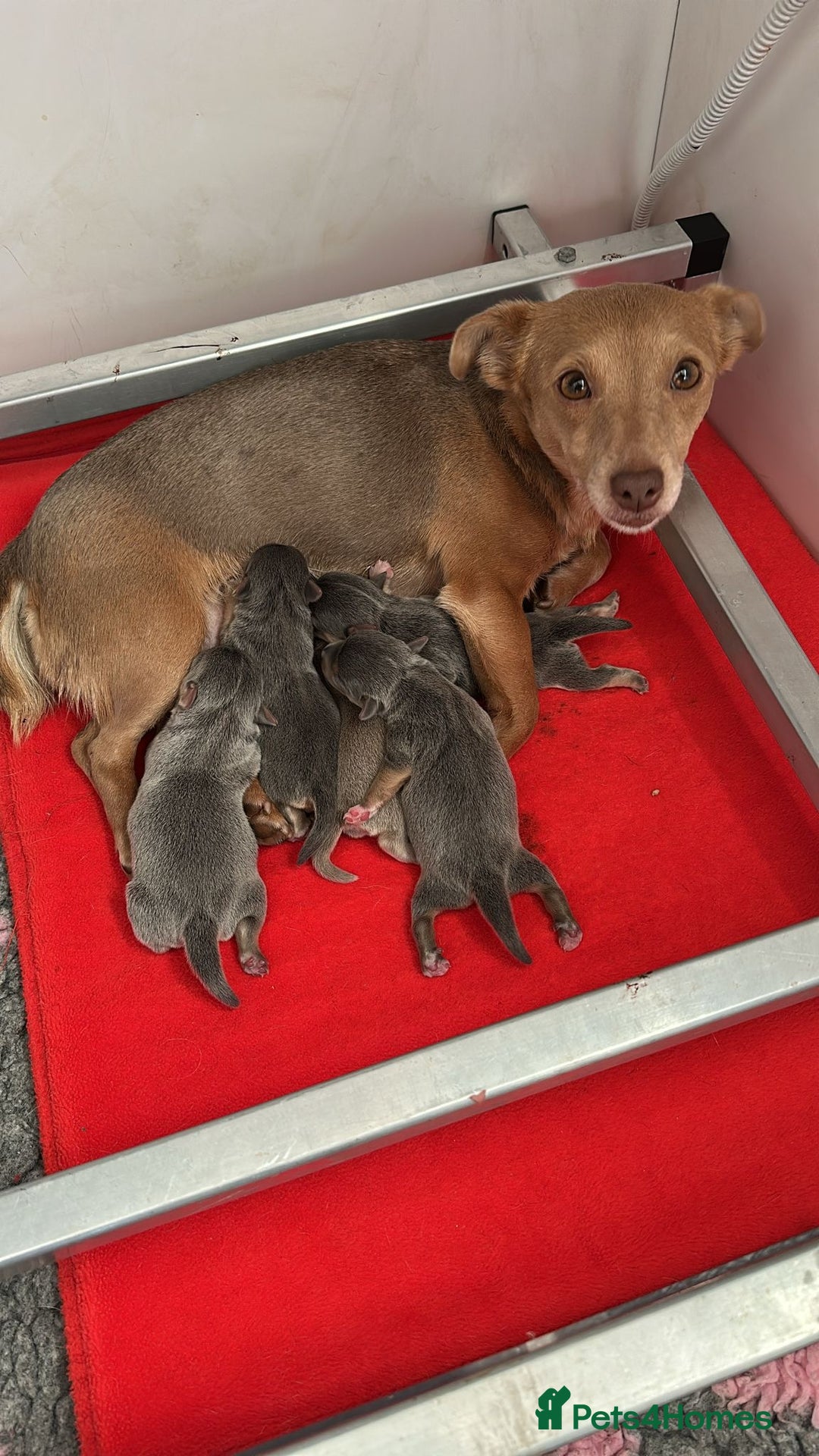 Jack Russell dogs for sale: Jack Russell puppies miniature - Advert 1