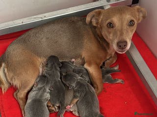 Jack Russell dogs Jack Russell puppies miniature - Advert 6