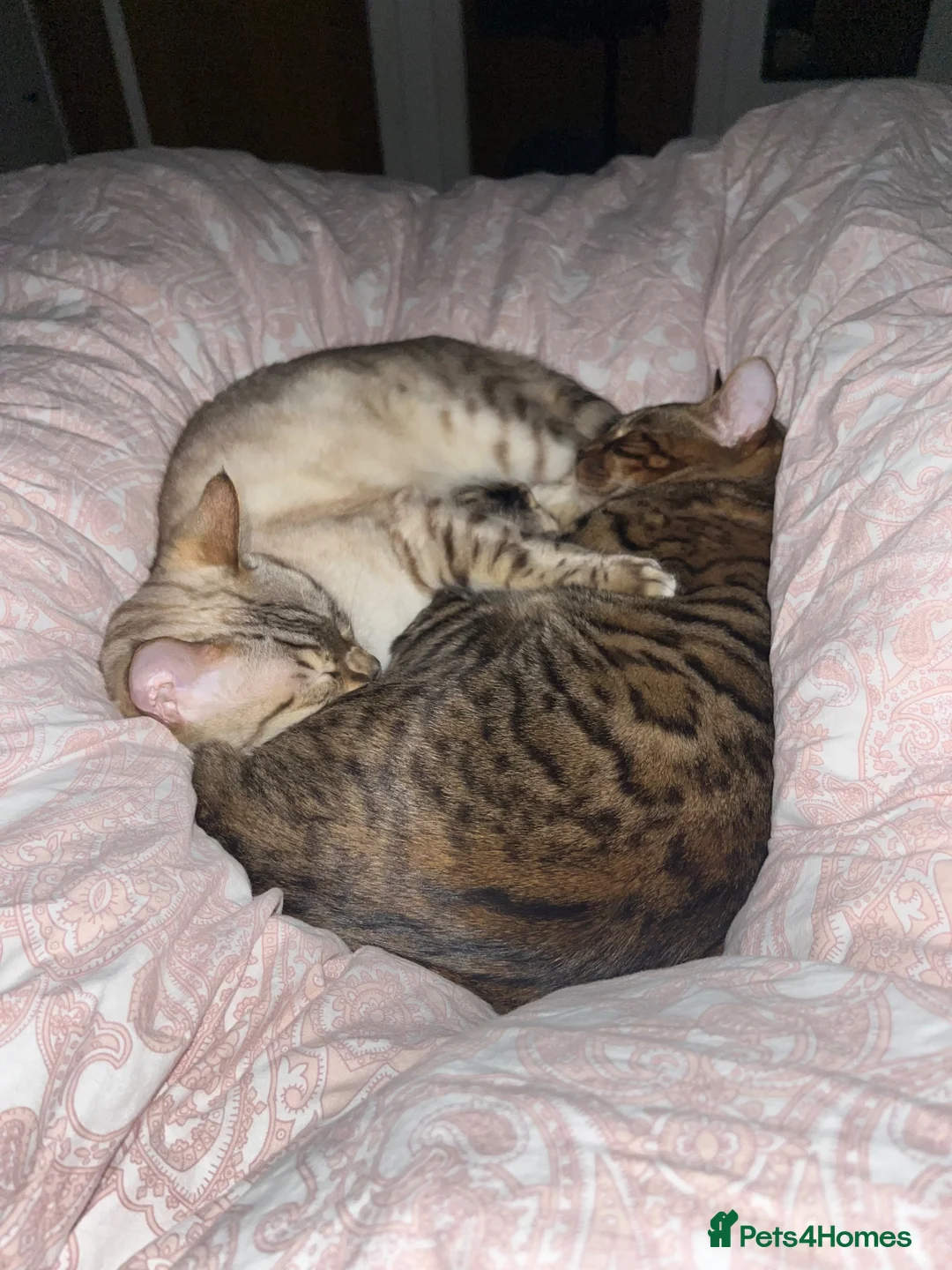 Bengal cats for sale: Rocky and Ruby - Advert 7