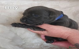 Staffordshire Bull Terrier dogs for sale: Staffordshire Bull Terrier Puppy - Image 12