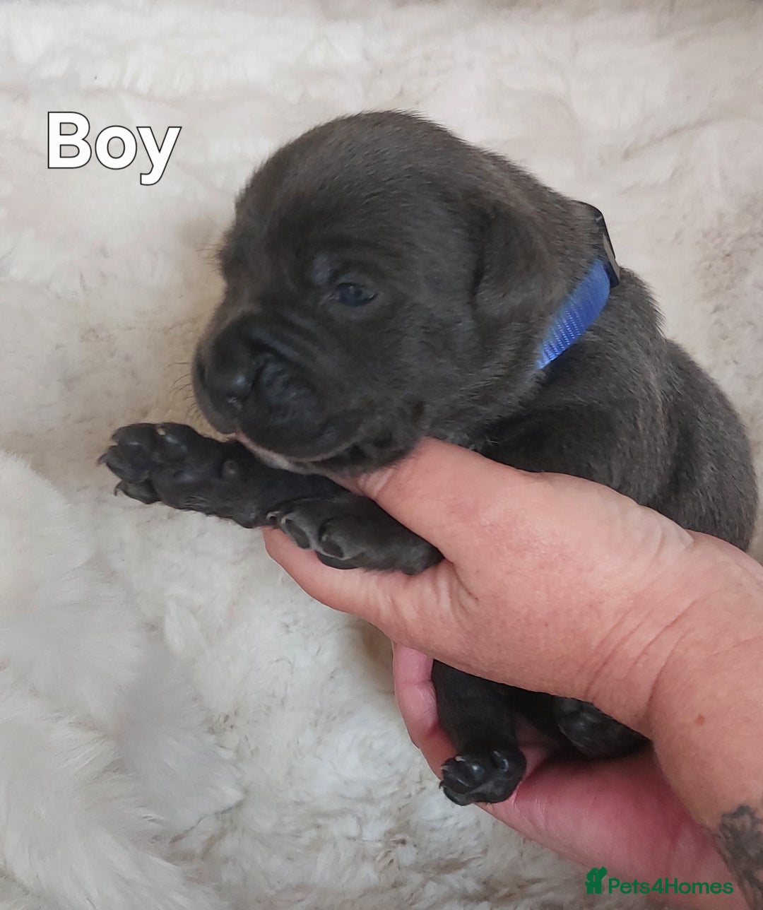 Staffordshire Bull Terrier dogs for sale: Staffordshire Bull Terrier Puppy - Image 12
