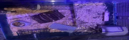 Hamster rodents for sale: Russian dwarf hamster and cage in Newhaven - Advert 3