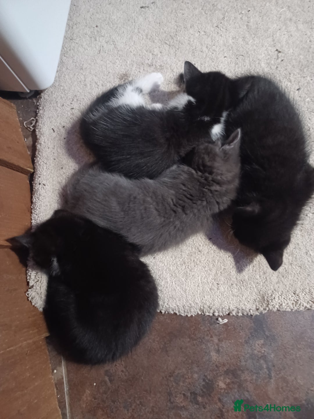 Mixed Breed cats for sale: Adorable cuddly kittens - Advert 19