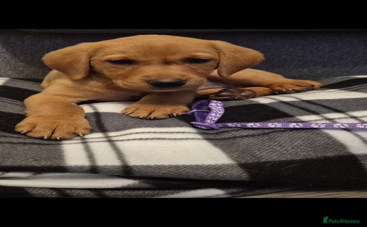 Labrador Retriever dogs - Advert 1