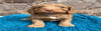 Cockapoo 5