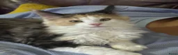 Maine Coon cats for sale: Beautiful Maine Coon Queen Active Reg  - Advert 15