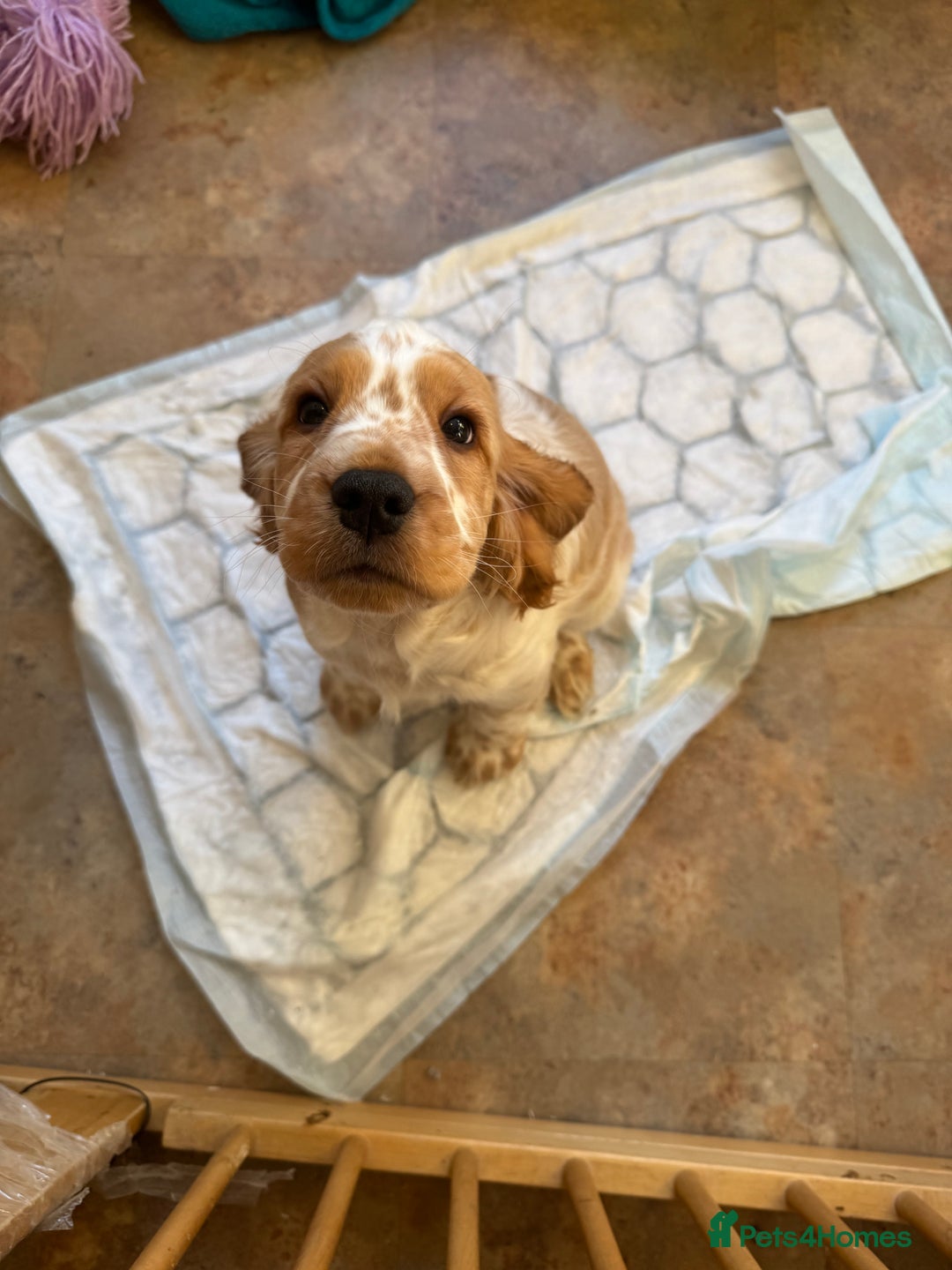 Cocker Spaniel dogs for sale: Show type cocker spaniel puppies - Image 4