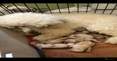 Miniature Poodle dogs - Advert 2