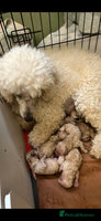 Miniature Poodle dogs - Advert 3