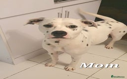 Mixed Breed dogs for sale: English/American Staffy Pups - Image 18