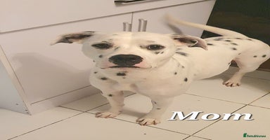 Mixed Breed dogs - Advert 2