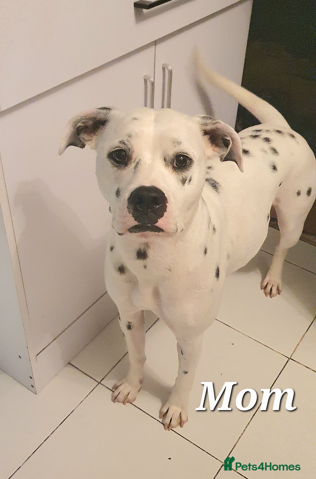 Mixed Breed dogs for sale: English/American Staffy Pups - Image 18